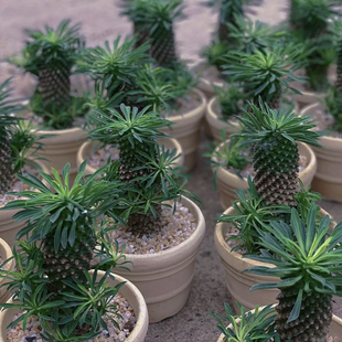 铁甲麒麟菠萝头 海绵宝宝家块根多肉开黄花可爱多肉植物高度6厘米