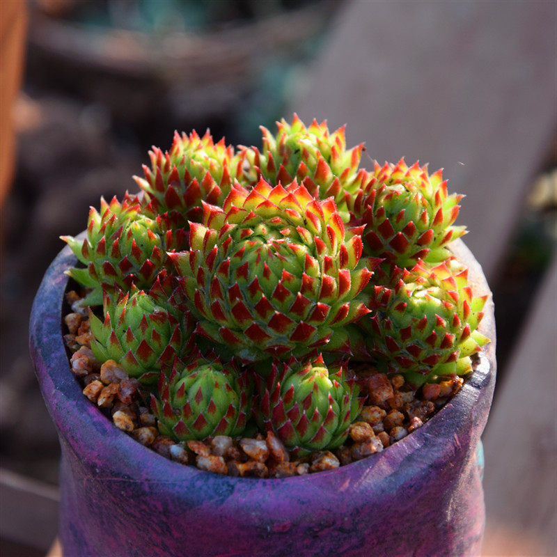 【复活节彩蛋】长生草属 软萌皮实耐寒多肉易养活易爆盆植物花卉