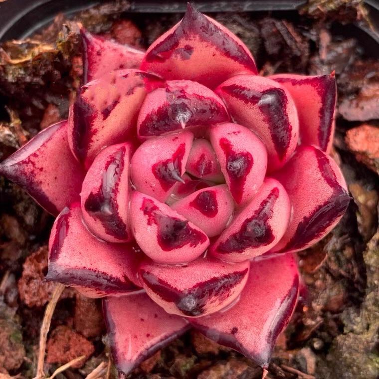 kusu 库苏乌木 冬云系 血罗杂交精品 叶片厚实 容易出血斑的品种