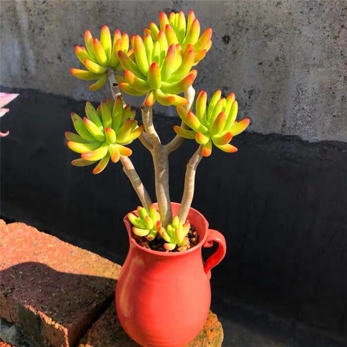 【正版八千代】悬崖桩一物一拍果冻色木质化多头老桩进口多肉植物