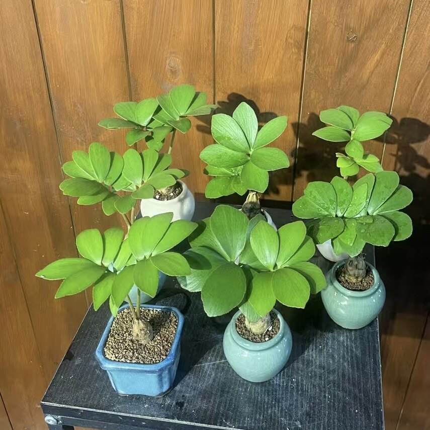 幸运小铁树 幸运草块根好养桌面盆景室内绿植书房茶桌禅意盆栽