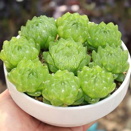 玉露多肉植物透明价格 玉露多肉植物透明图片 星期三