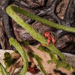 寄居蟹攀爬架藤条树藤条造景爬宠蜥蜴攀爬可任意弯曲装饰树藤