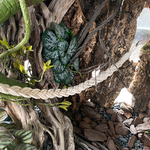 寄居蟹攀爬架攀爬吊桥爬虫箱造景装饰吊绳秋千爬虫鬃师蜥小宠玩具