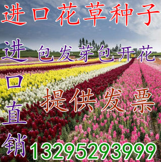 野花组合矢车菊波斯菊二月兰百日草金鸡菊四季景观花卉花海种子