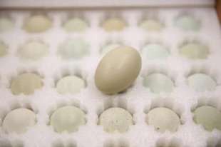 黔峰源·野放蛋 绿壳 12=480枚 高原野外放养鸡蛋