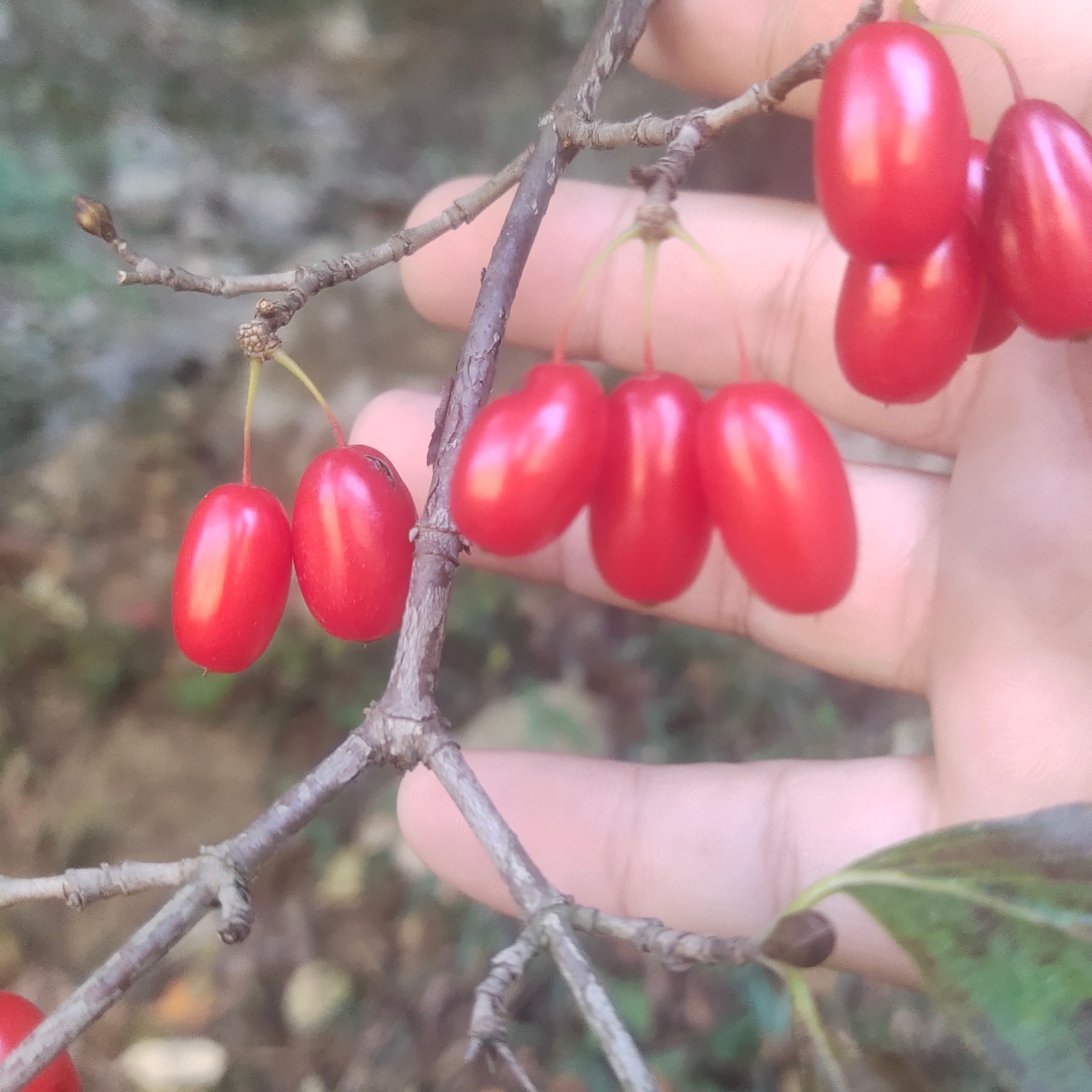 西峡山茱萸山萸肉无核枣皮山茱萸秦岭正品新货特级泡水中药材保真
