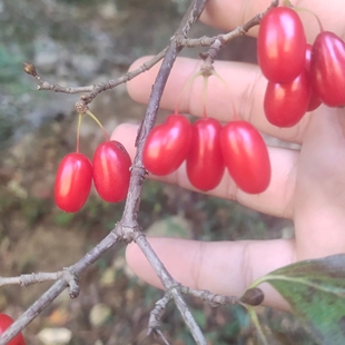 西峡山茱萸山萸肉无核枣皮山茱萸秦岭正品新货特级泡水中药材保真