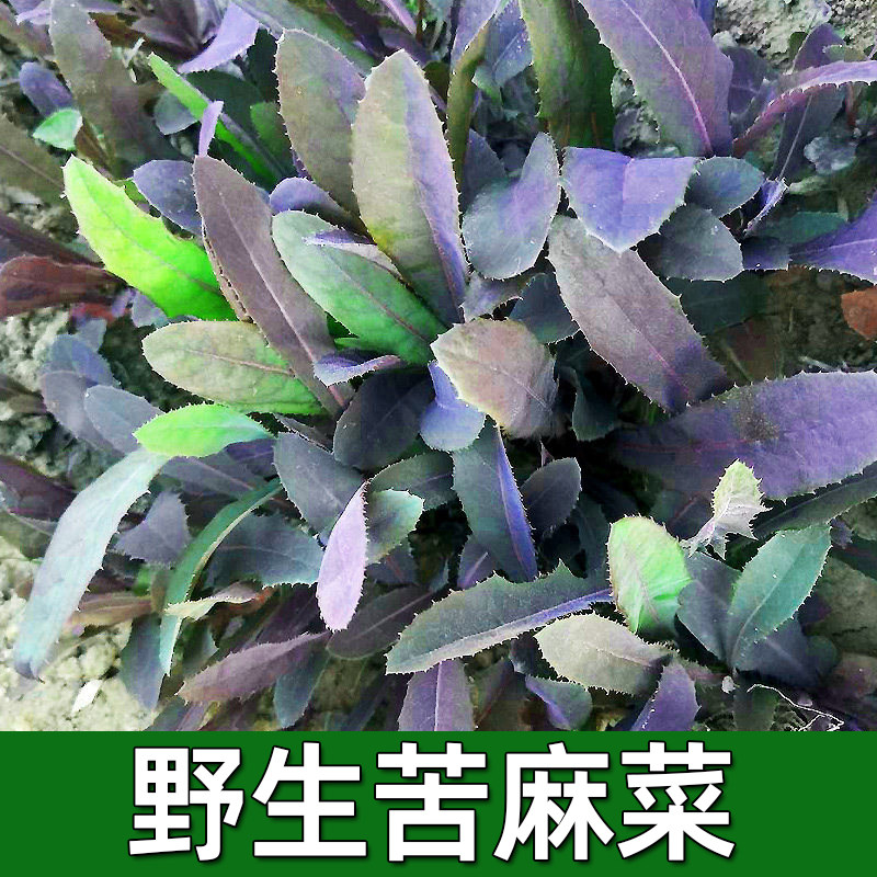 野生紫曲麻菜种籽叶菜野菜苦麻菜种子苦菜种籽春夏秋播 野菜种子