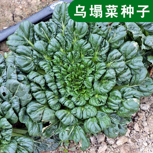 中八叶乌塌菜种子黑心乌塌菜籽黑菜塌棵菜白菜秋季四季播蔬菜种孑