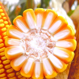 饲料玉米种子郑单958玉米种子春秋季四季高产阳台大田种籽