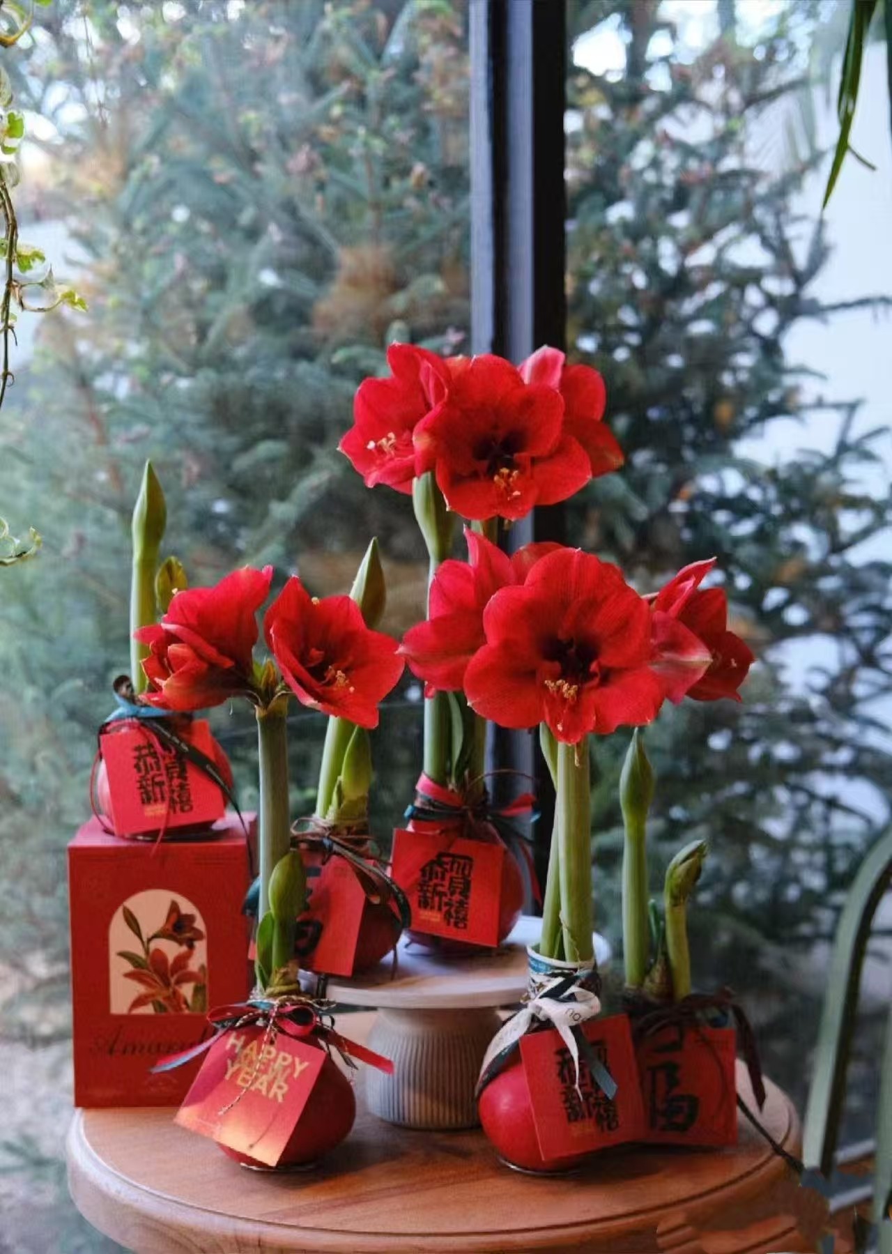 进口大球朱顶红蜡球鲜花办公室桌面遇空气开花懒人好养活年宵花卉