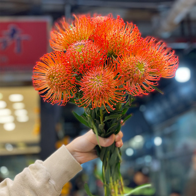 南非进口针垫花花卉干花水养