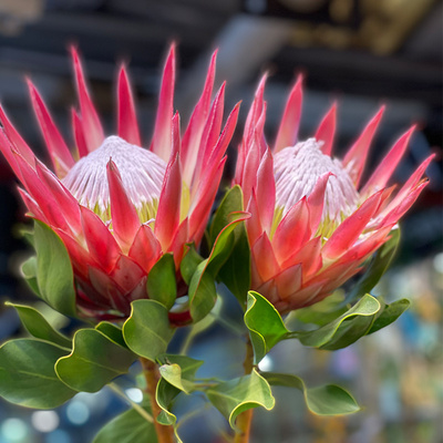 南非帝王花进口花卉鲜花上海直发插花针垫公主鲜切花可做干花装饰