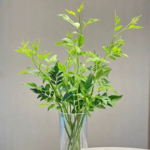 时令鲜切花材九星叶鲜切花家居插花艺术摆放江浙沪皖