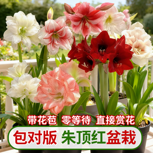 朱顶红种球盆栽带花苞单重瓣进口大花四季开花植物阿弗雷玫瑰花漾