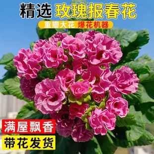 玫瑰报春花带花苞冬季耐寒的花卉盆栽年宵花阳台重瓣大花报春花苗