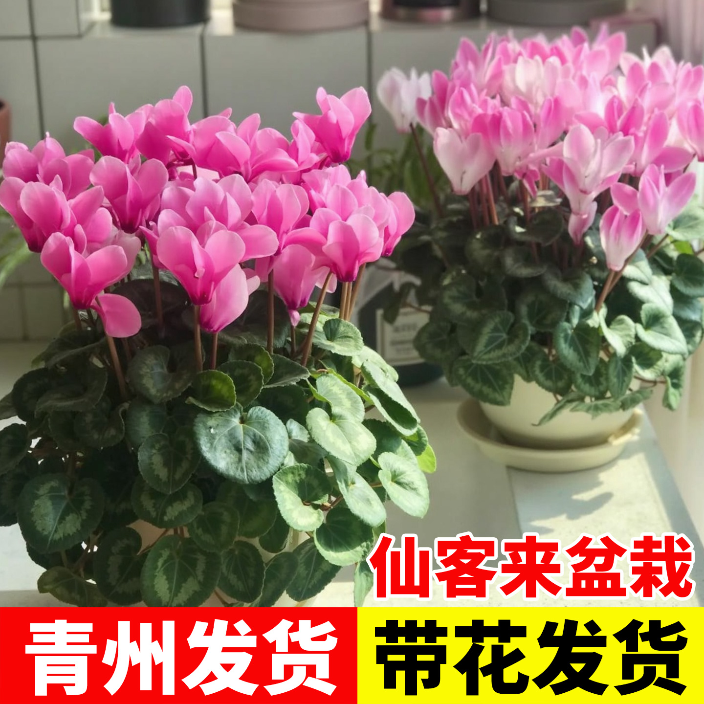 仙客来盆栽带花苞阳台室内好养四季花卉大花幻雅蝶衣花年宵花绿植