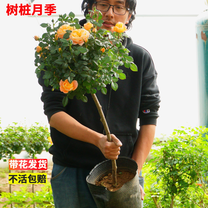 树桩月季棒棒糖庭院花卉绿植果汁阳台...