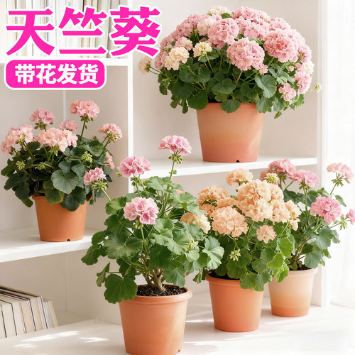 精品重瓣大花天竺葵盆栽带花苞庭院阳台四季花卉客厅好养活的绿植