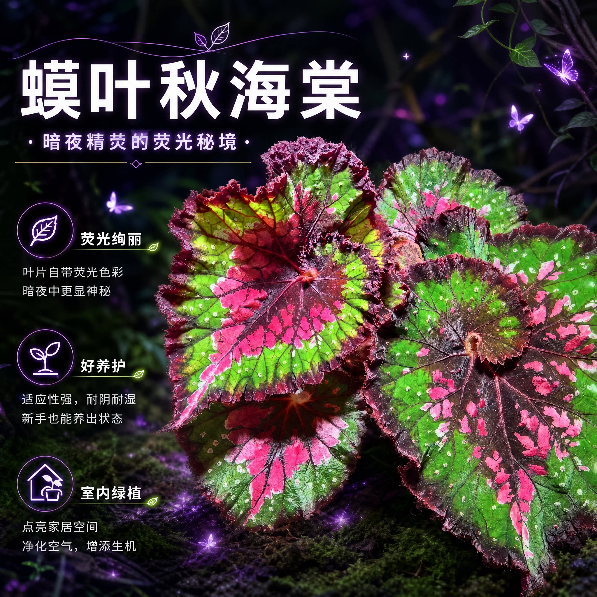 蟆叶秋海棠室内绿植盆栽罗伯特高登桃克西蓝色荧光彩叶芋观叶植物