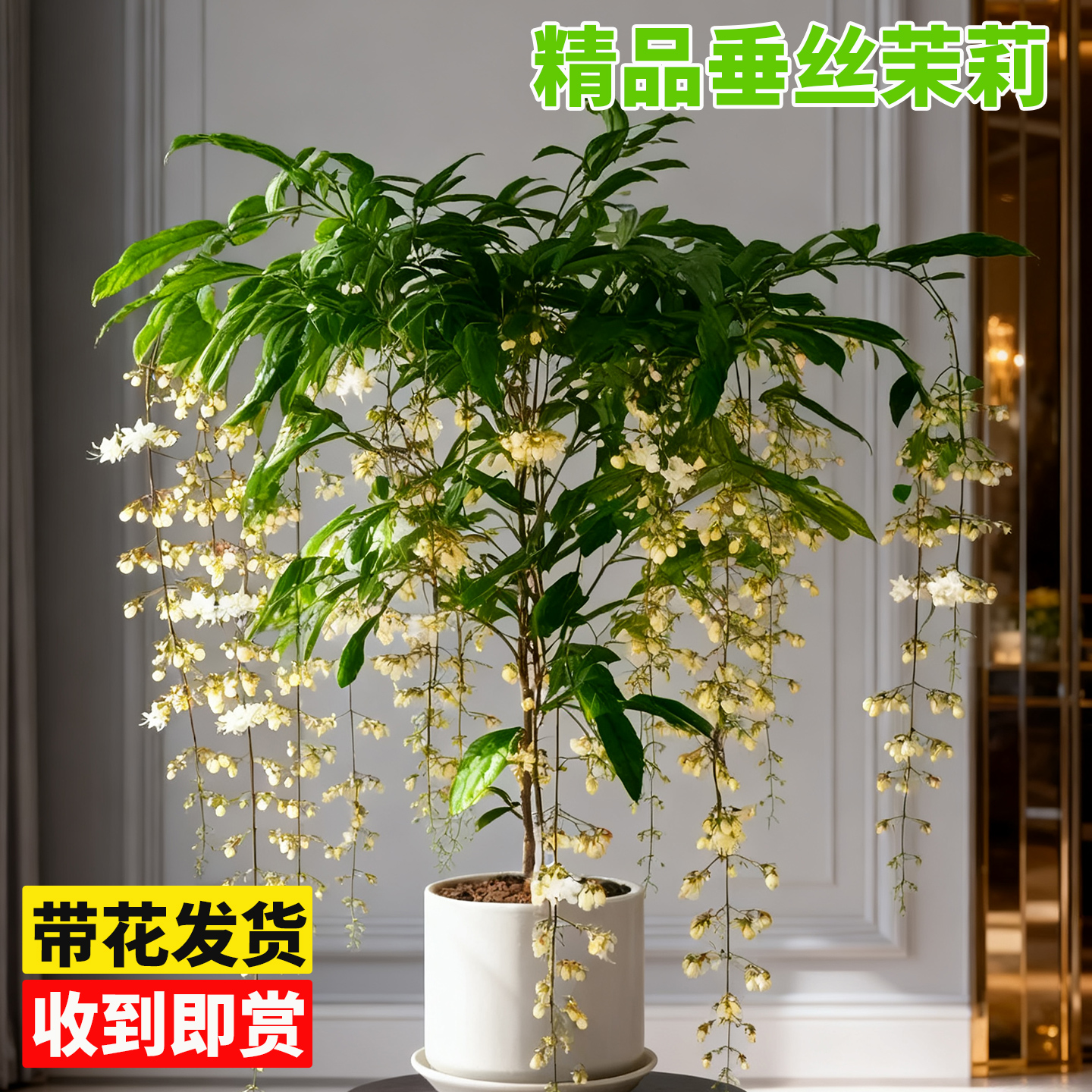 垂丝茉莉盆栽带花苞客厅阳台四季开花垂吊植物茉莉花好养活绿植物