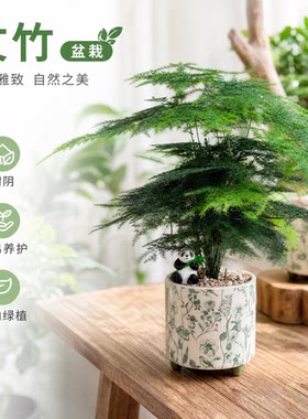 文竹盆栽室内客厅中式禅意盆景办公室桌面好养活绿植迷你懒人花卉