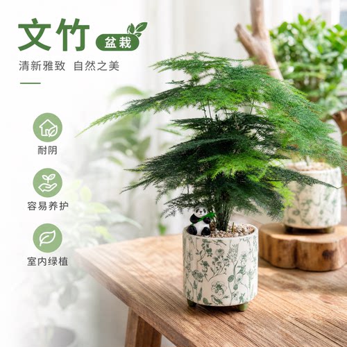 文竹盆栽室内客厅中式禅意盆景办公室桌面好养活绿植迷你懒人花卉