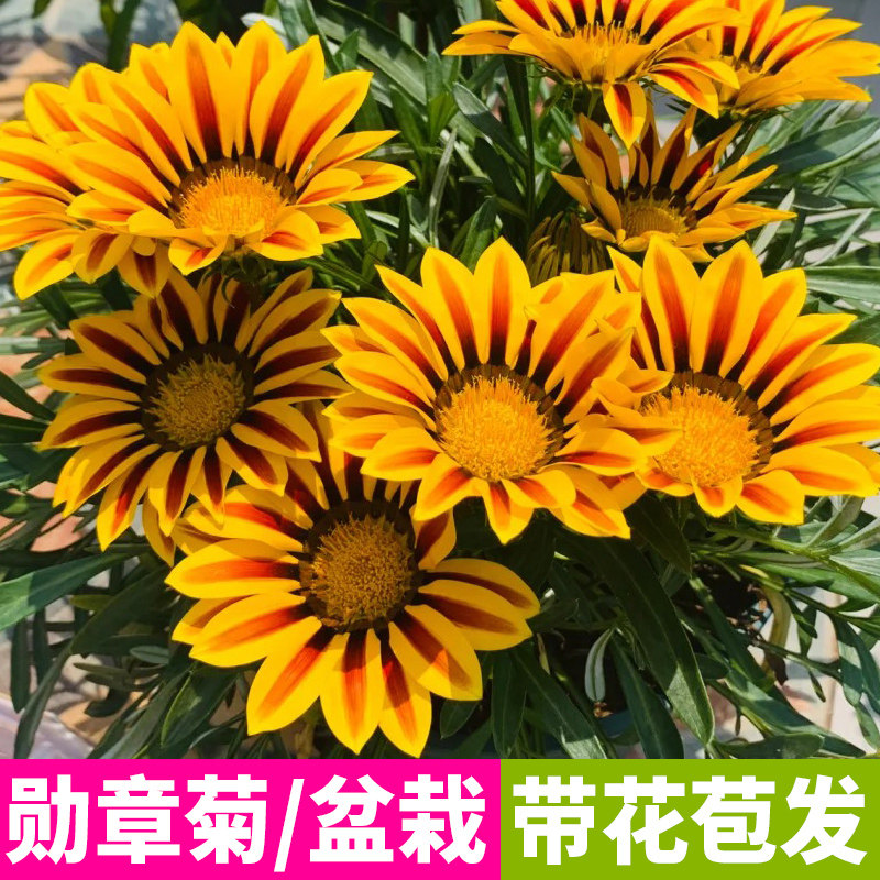 勋章菊盆栽带花耐热多年生庭院花卉菊花盆栽非洲太阳花雏菊大花苗