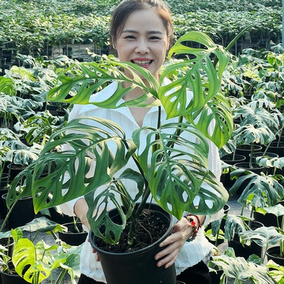 ME巨洞龟背竹洞洞龟背竹室内绿植