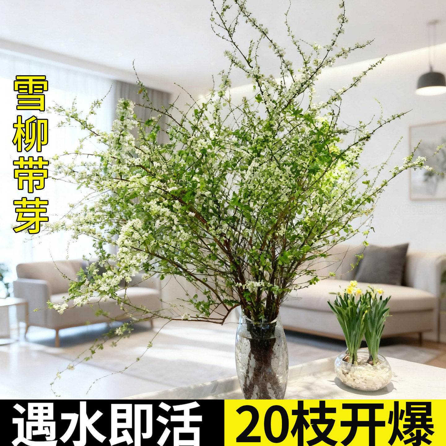 雪柳鲜枝干枝盆栽喷雪花室内水培植物好养活绿植枯木逢春龙柳带芽