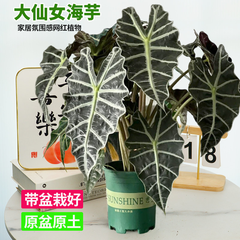 大仙女海芋植物盆栽室内耐阴好养图片