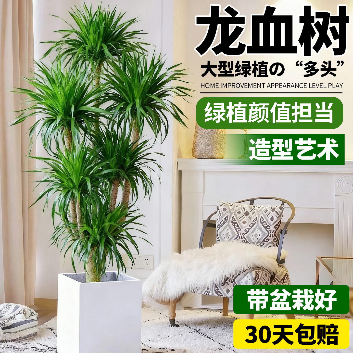 龙血书盆栽客厅大型龙铁树绿植