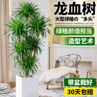 龙血树盆栽办公室内客厅大型龙铁树旺宅绿植落地老桩树苗真龙须树