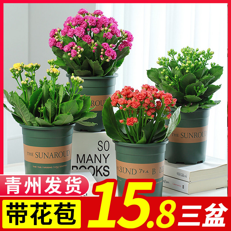 金狐狸长寿花重瓣大花四季好养花