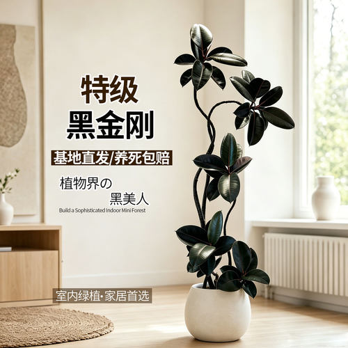 黑金刚橡皮树客厅大型绿植盆栽造型室内高级感落地植物办公室轻奢