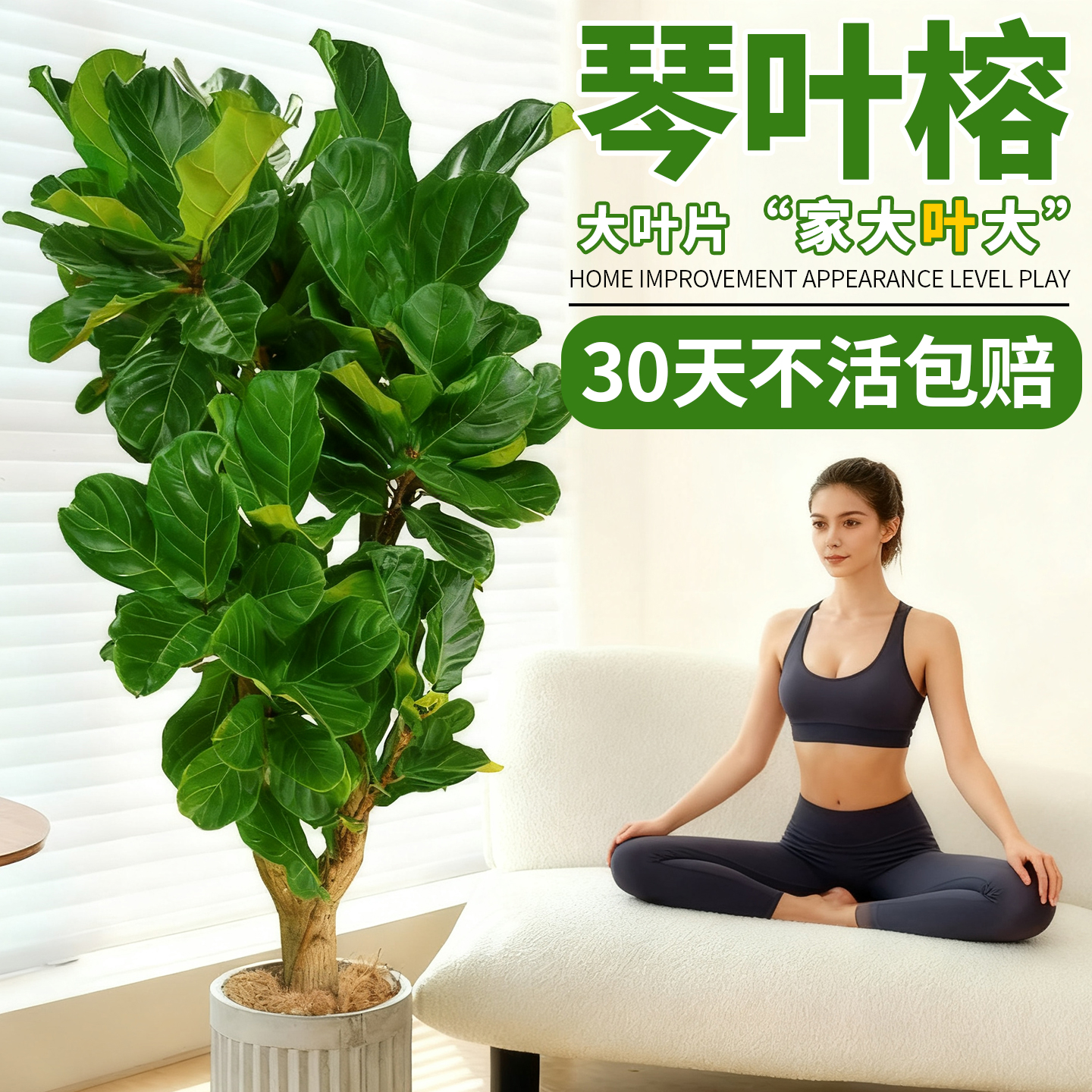 琴叶榕绿植室内大型耐阴大叶绿植