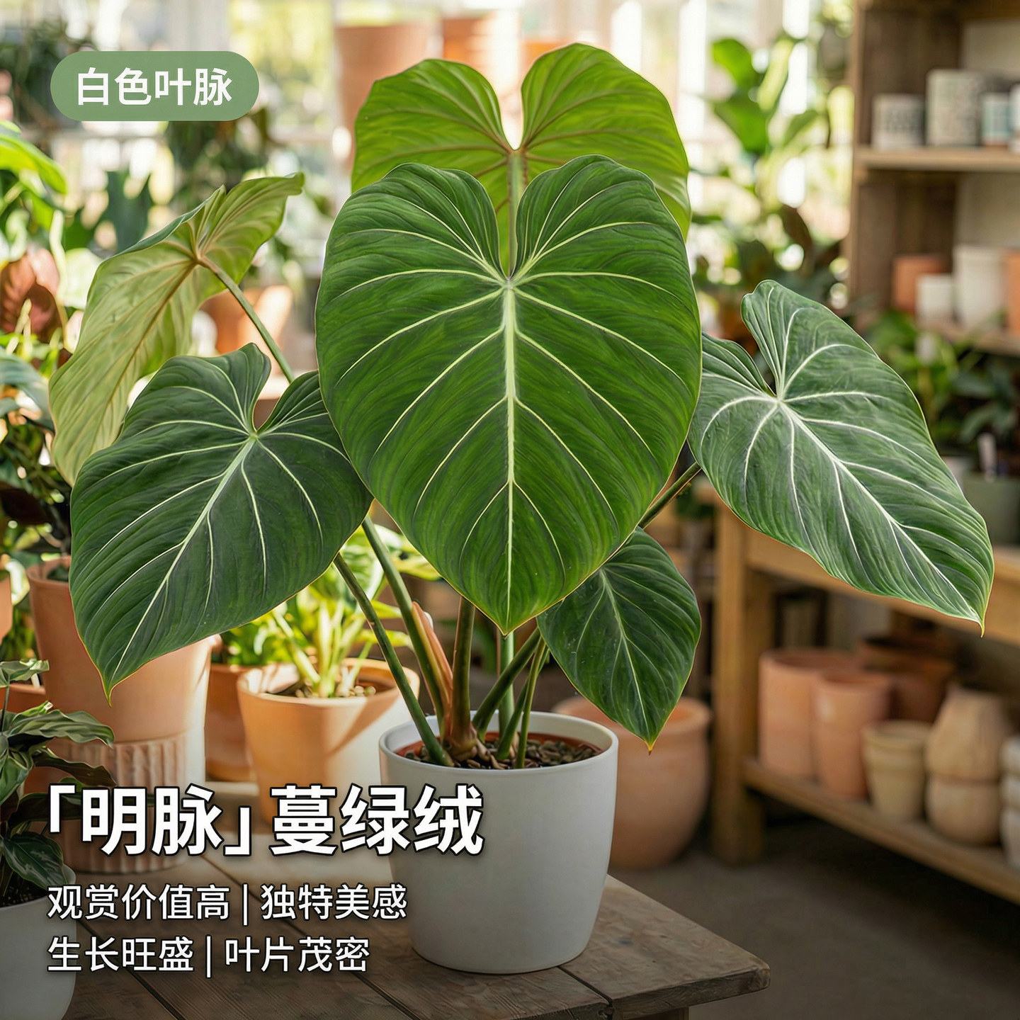 明脉蔓绿绒南美稀有热植麦克道尔西瓜碧浪荧光室内观叶绿植盆栽大图片