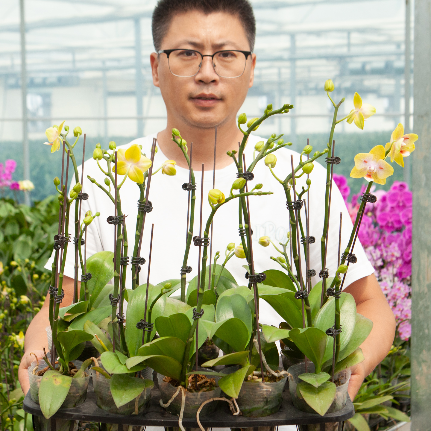 蝴蝶兰花苗带花剑花苞客厅兰花苗