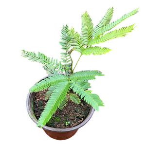 密叶猴耳环网红观叶绿植常绿小乔木室内耐阴耐热含羞小豆树盆栽苗