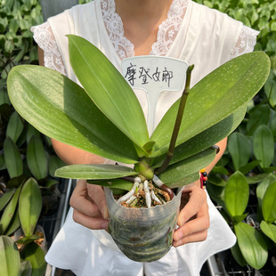 蝴蝶兰花苗盆栽带花剑兰花苗大苗耐寒室内绿植盆栽好养活客厅花卉