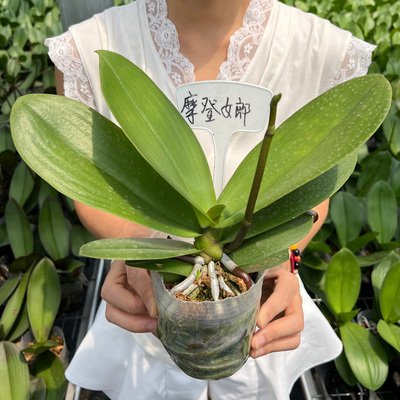 蝴蝶兰花苗盆栽带花剑兰花苗大苗