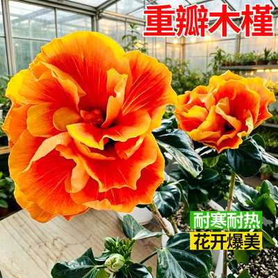 重瓣丹麦木槿花盆栽芙蓉扶桑花耐晒耐热庭院阳台盆栽带花苞朱槿花