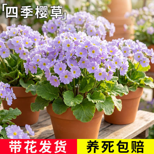 四季樱草花苗盆栽带花苞阳台窗台庭院开花植物花期长耐寒年宵花卉
