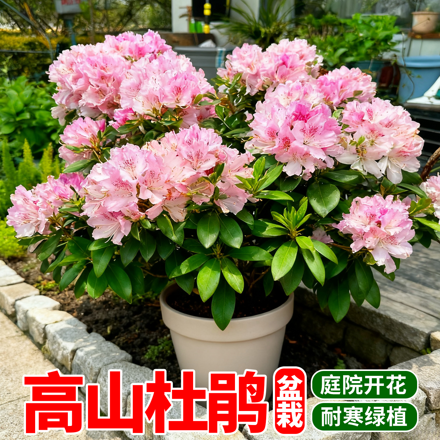 大花高山杜鹃盆栽带花苞阳台庭院多生耐寒老桩年宵花耐寒耐热花卉