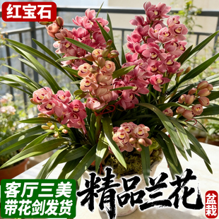 红宝石兰花带花苞报岁兰室内室外好养花卉绿植盆栽浓香型兰花盆栽