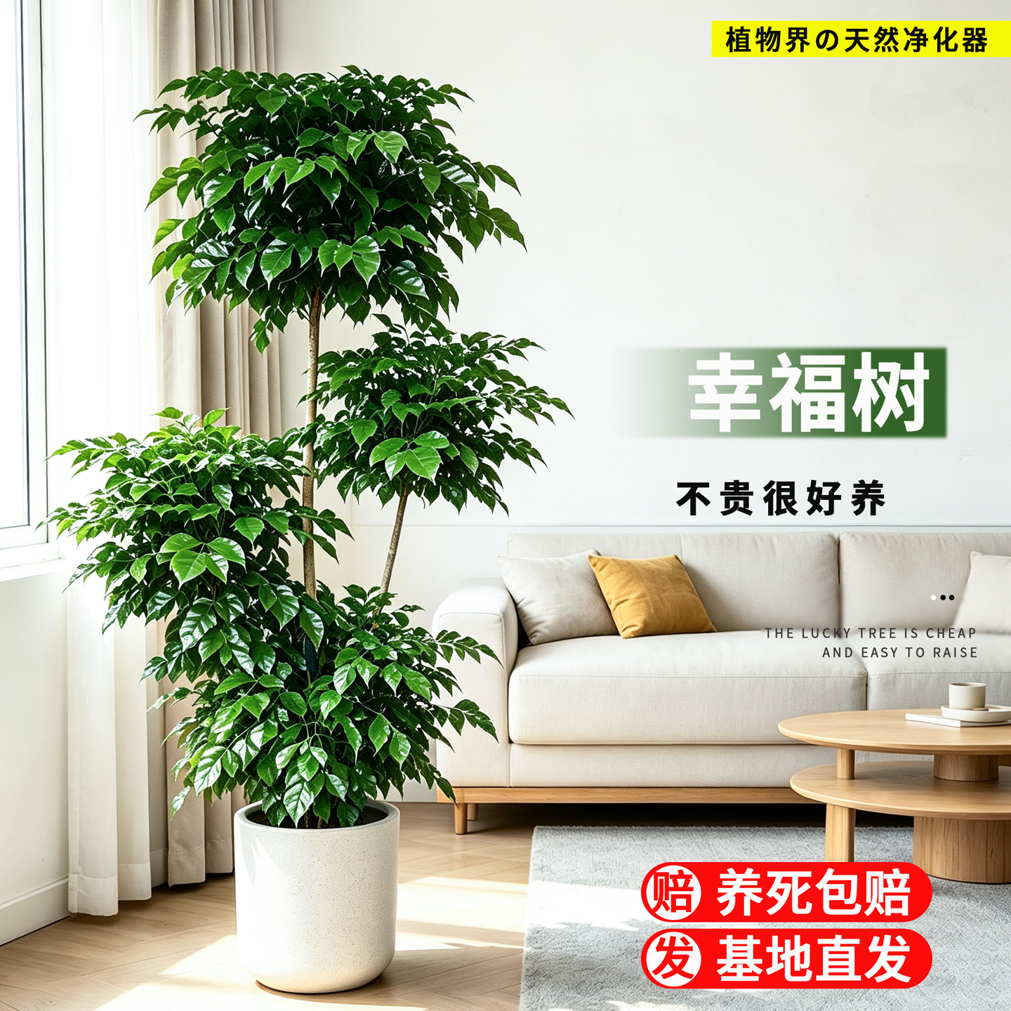 幸福树室内大型绿植棒棒糖盆栽老桩办公室客厅四季好养高级感盆景