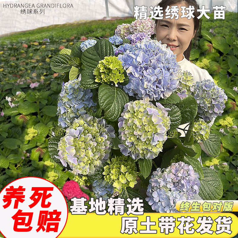 绣球花苗无尽夏庭院大花花卉盆栽