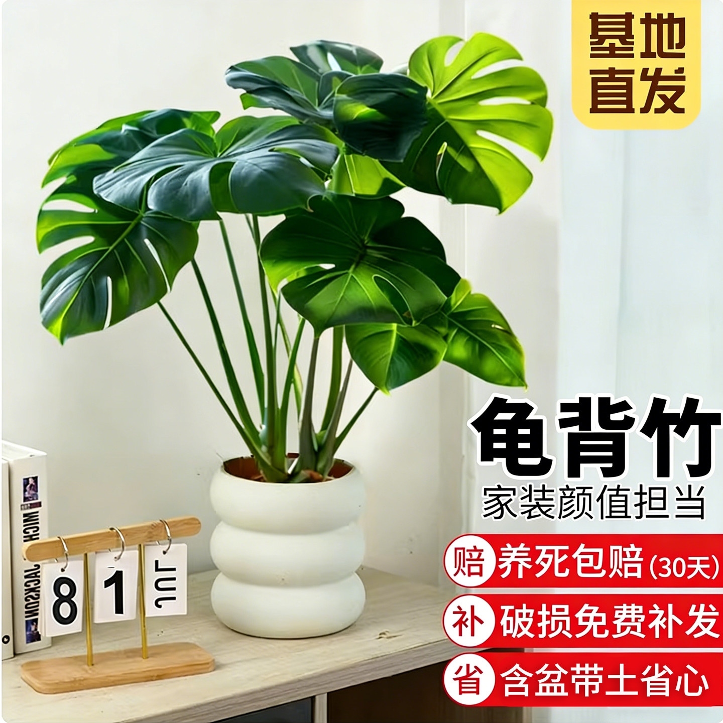 龟背竹绿植盆栽室内外好养易活图片