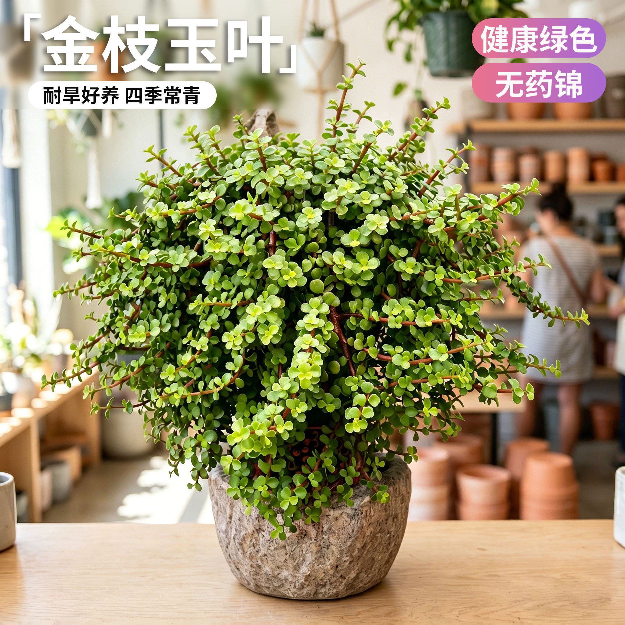 金枝玉叶盆栽老桩棒棒糖多肉植物室内阳台耐旱好养活桌面绿植盆景